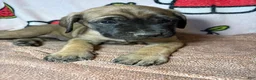 English Mastiff dogs for sale: Ace (Black) - Ad 3