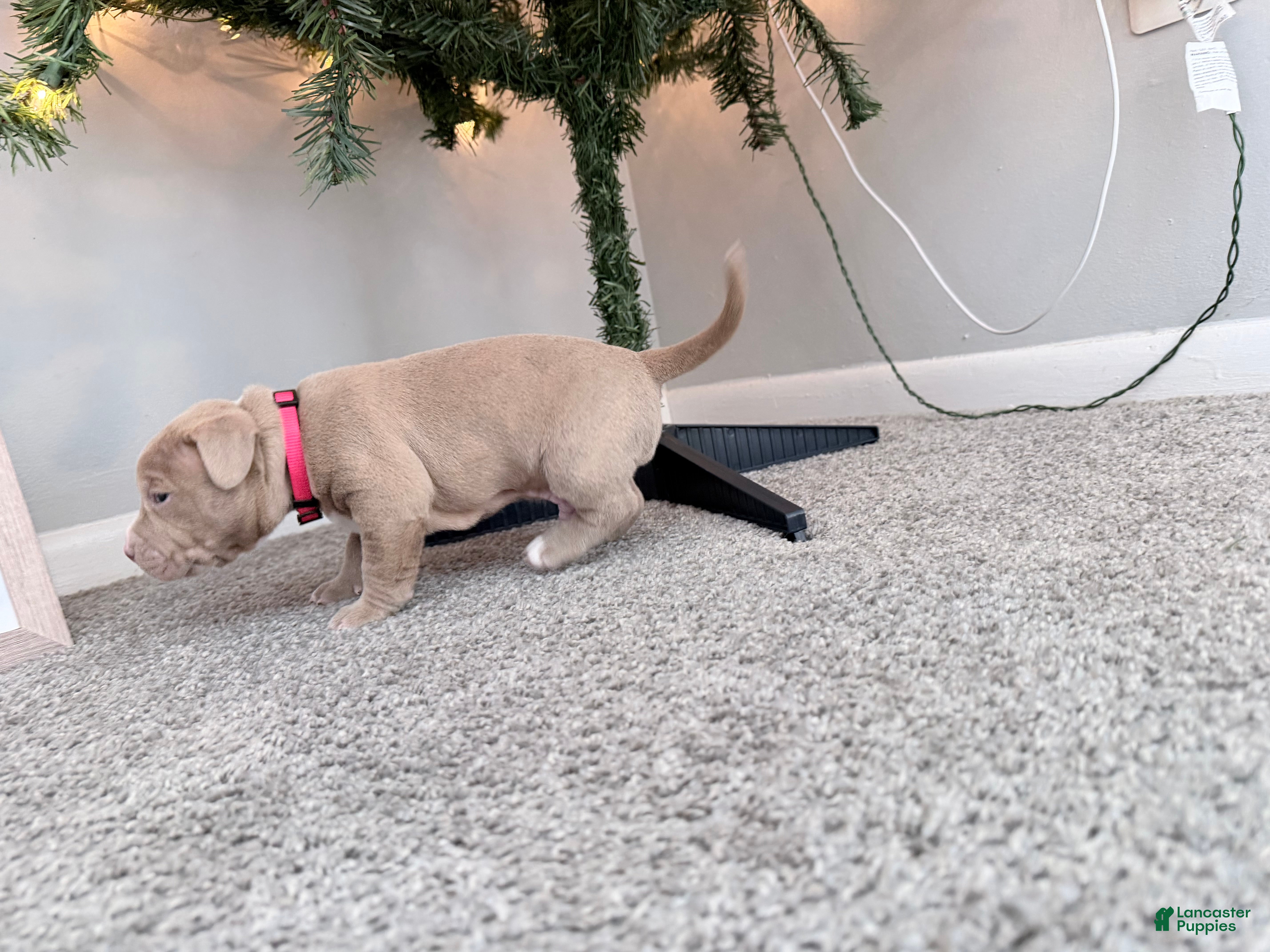 American Pit Bull Terrier dogs Cash - Ad 15