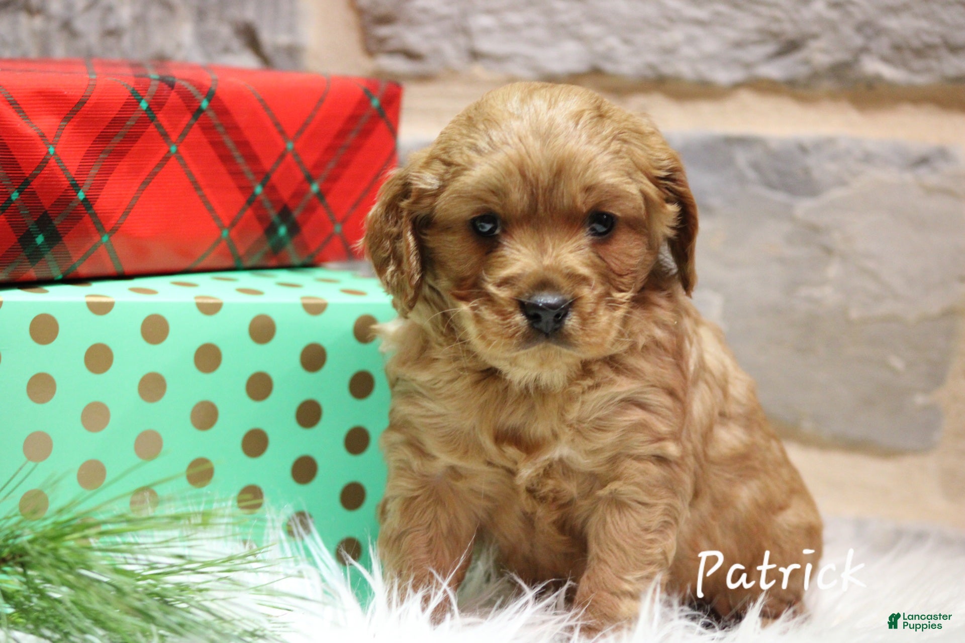 Cavapoo dogs Patrick  - Ad 10