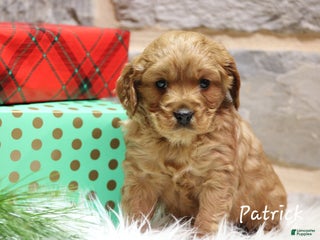 Cavapoo dogs Patrick - Ad 10