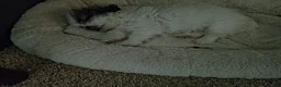 Shih Tzu dogs for sale: Shih Tzu Puppy 2 'Hope' - Ad 10