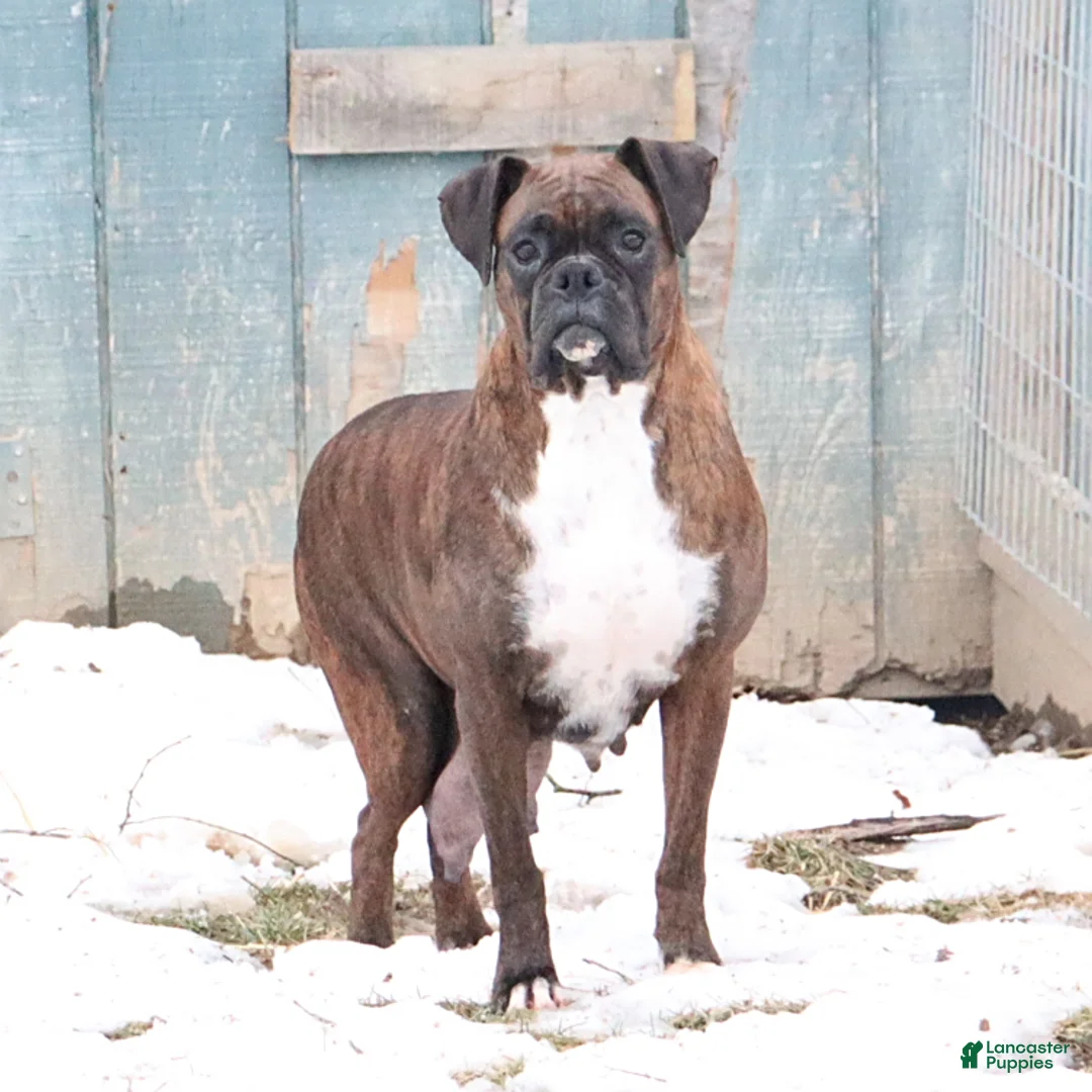 Boxer dogs for sale: Molly - Ad 10