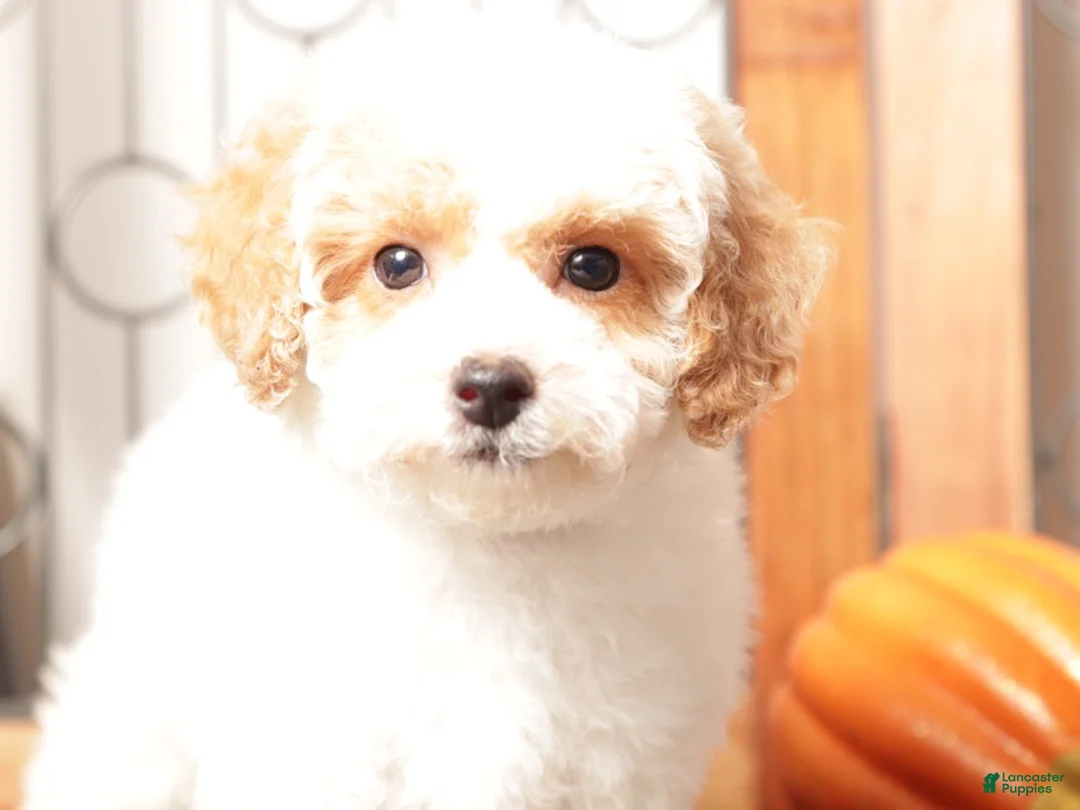 Toy Poodle dogs for sale: Olly - ACA Male Toy Poodle - Ad 2