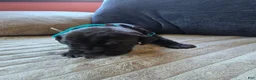 Mixed Breed dogs for sale: Blue - Ad 17