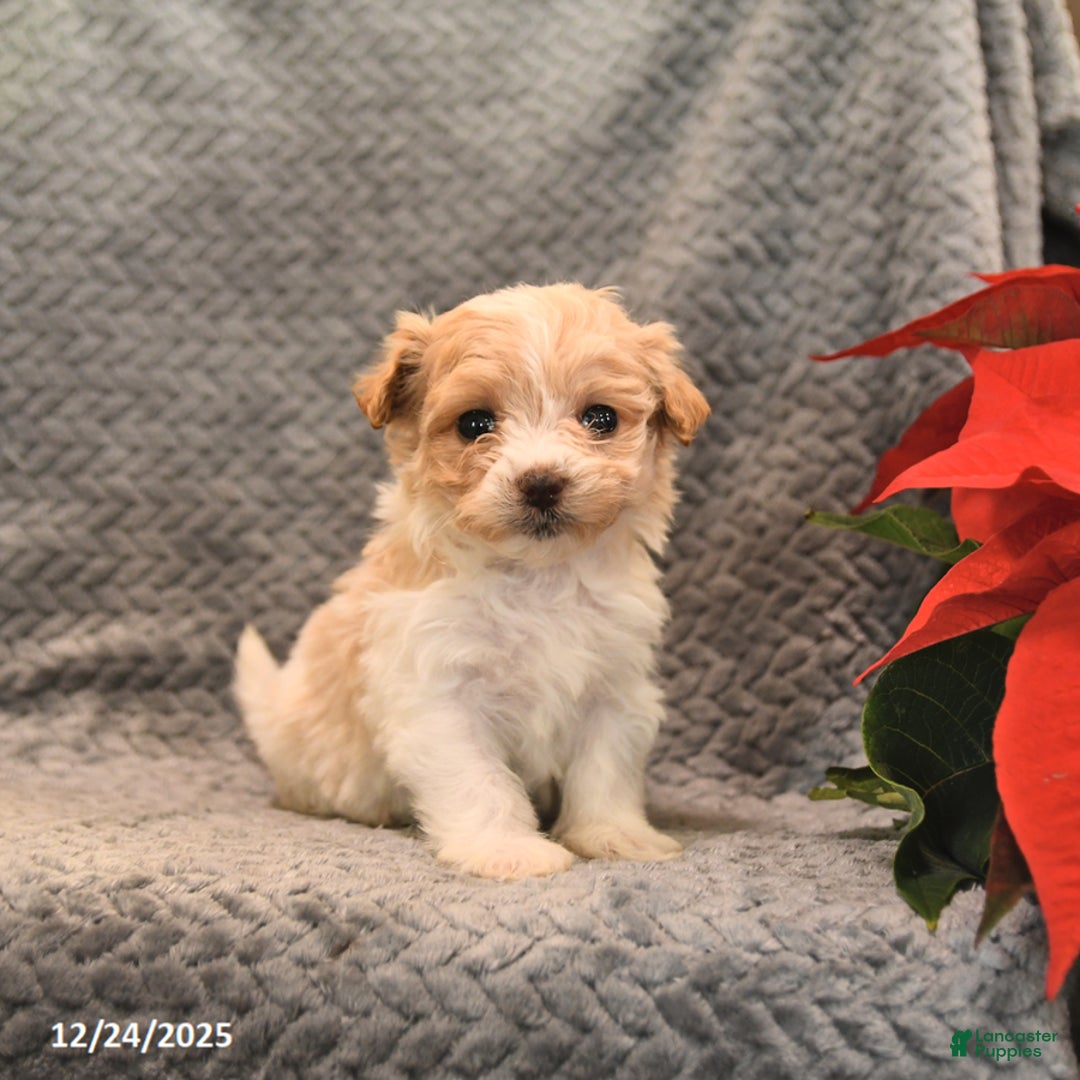 Maltipoo dogs for sale: Almond Joy - Ad 1