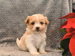 Maltipoo dogs Almond Joy - Ad 27