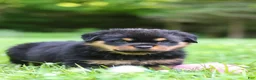 Rottweiler dogs for sale: Thor - Ad 8