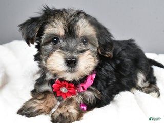Morkie dogs Briella - Ad 38