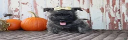 Cairn Terrier dogs for sale: Camila - Ad 4