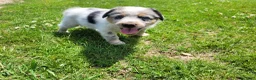 Mixed Breed dogs for sale: John - Ad 2