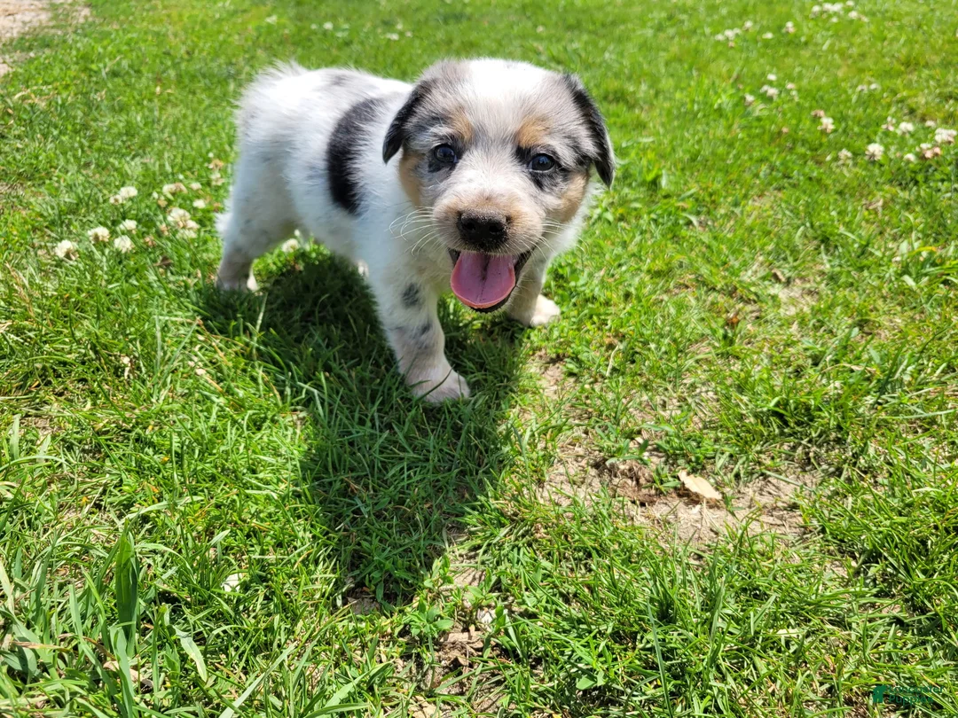 Mixed Breed dogs for sale: John - Ad 2