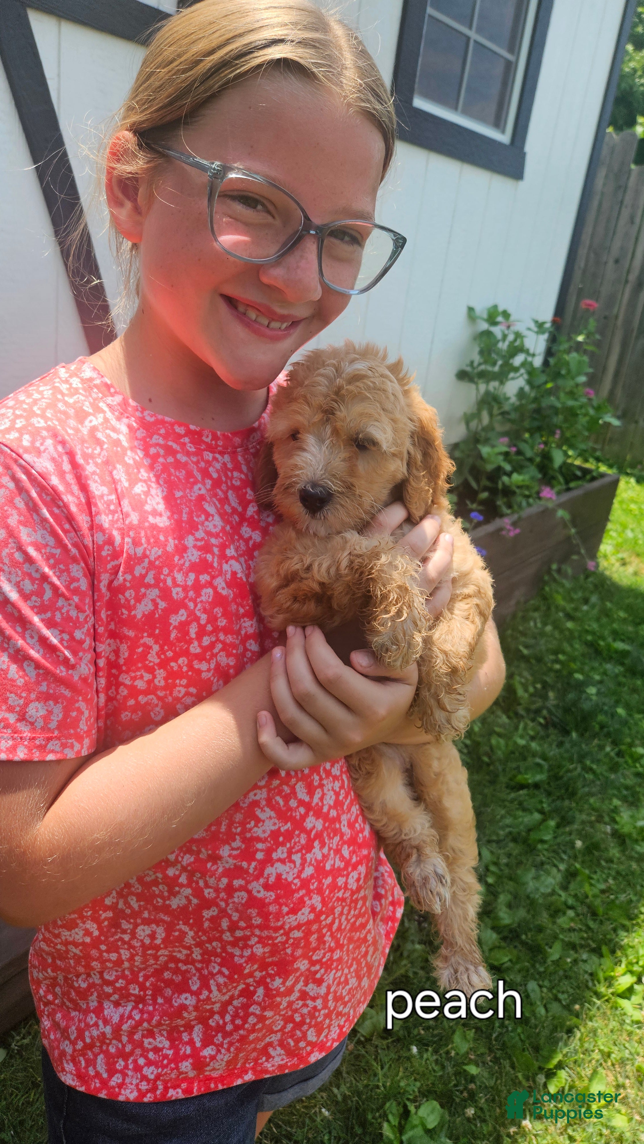Mini Goldendoodle dogs Peach - Ad 2