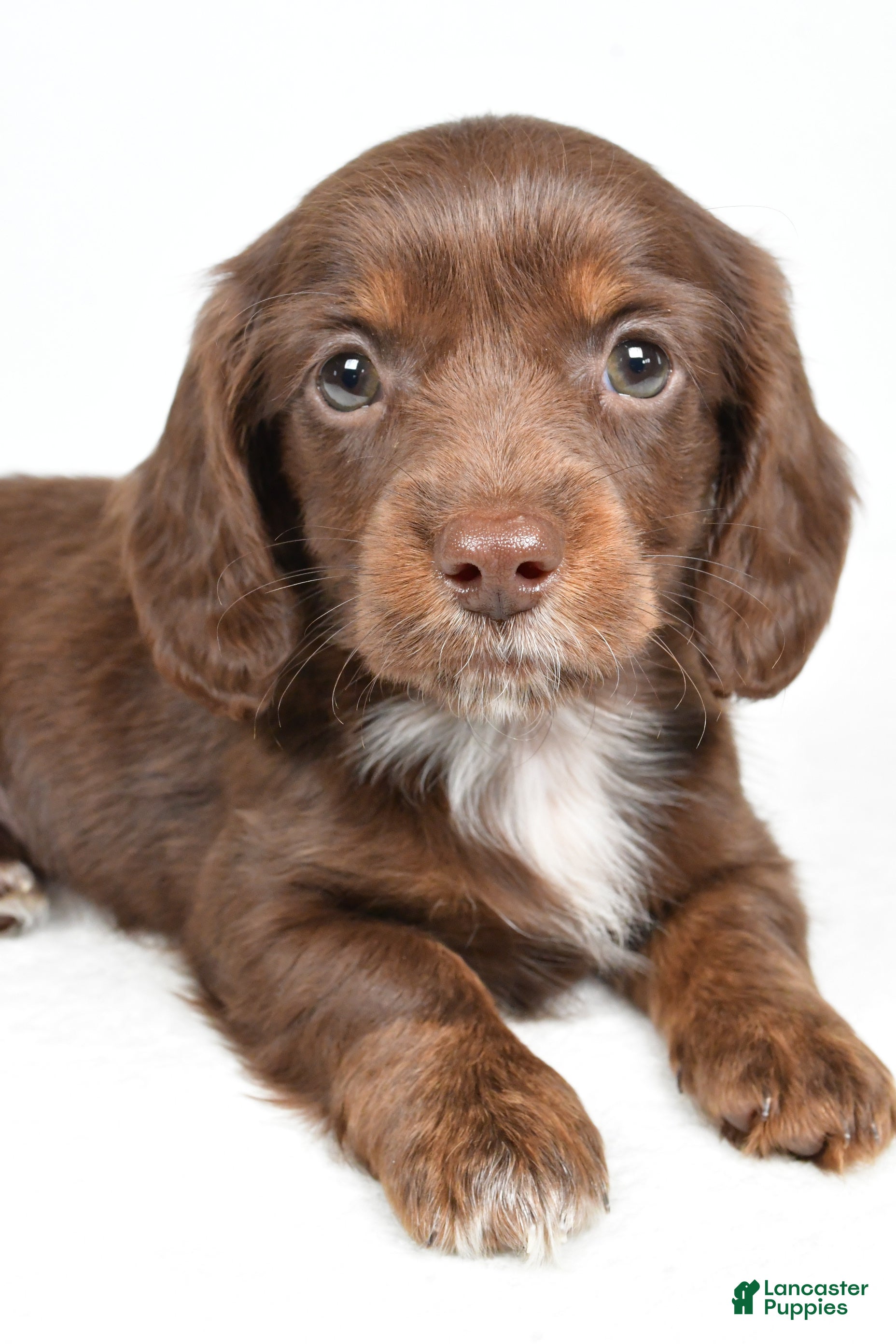 Miniature Dachshund dogs Finley - Ad 2