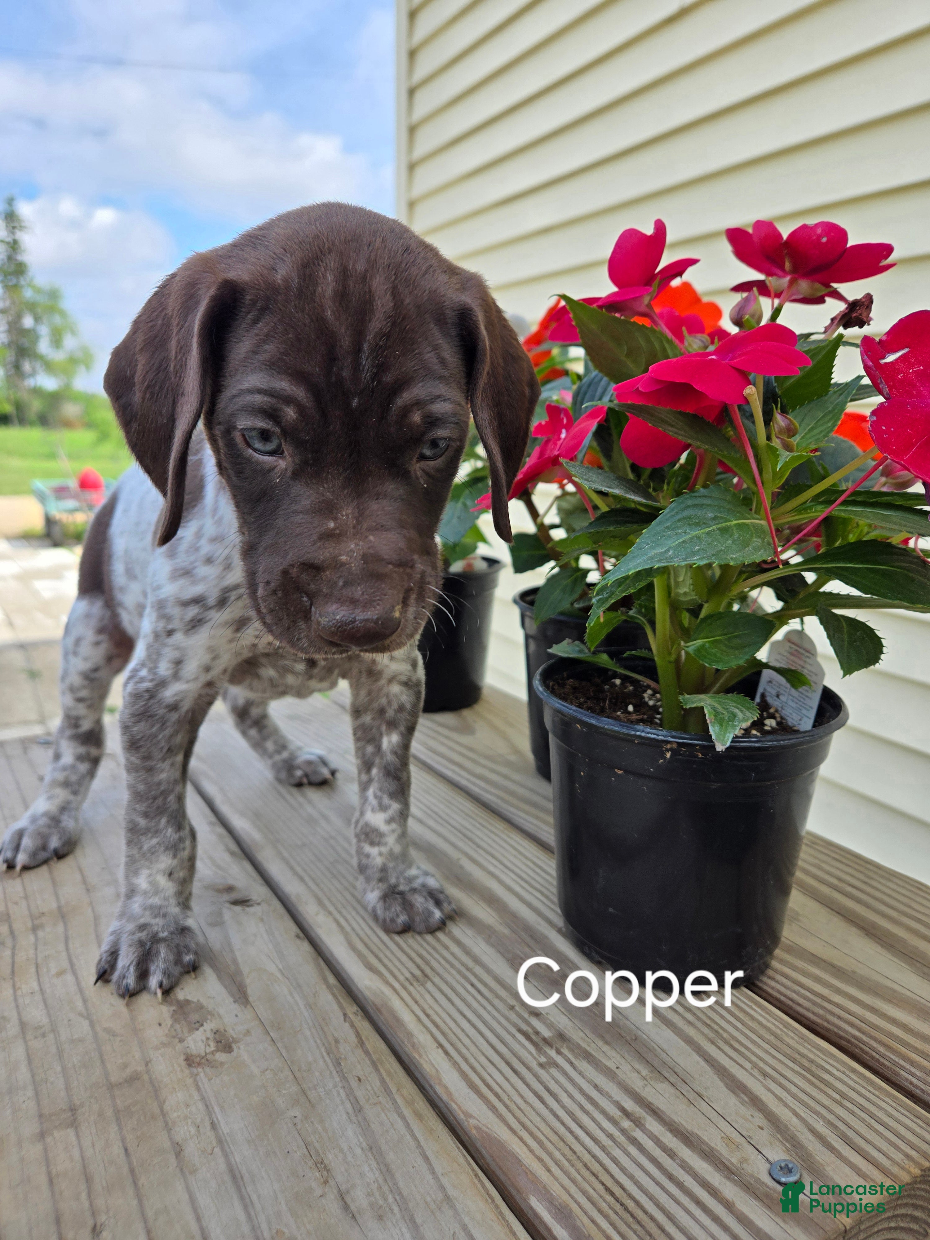 German Shorthaired Pointer dogs Copper - Ad 1