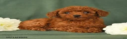 Toy Poodle dogs for sale: Heather - Ad 4