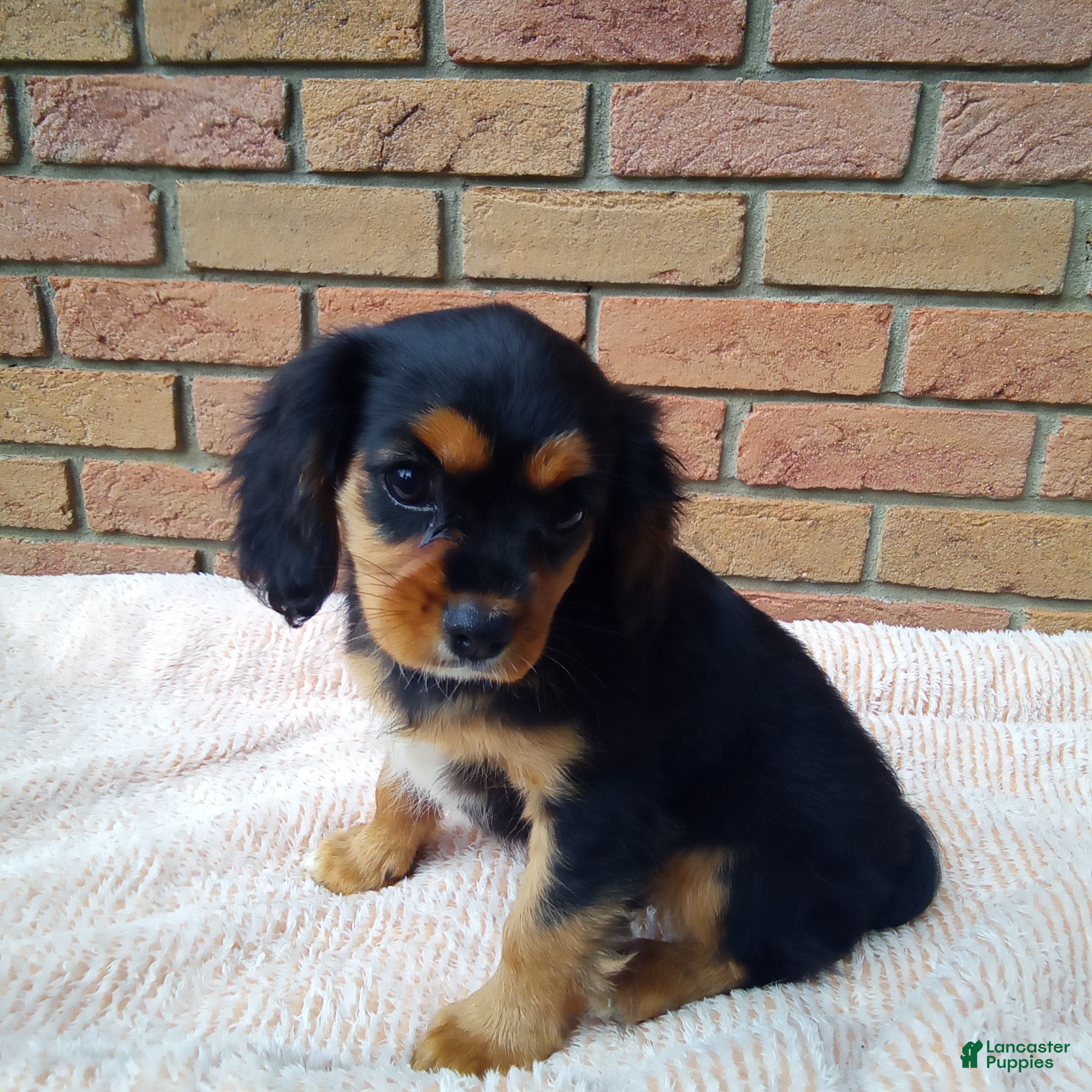 Cavalier King Charles Spaniel dogs Millie - Ad 1