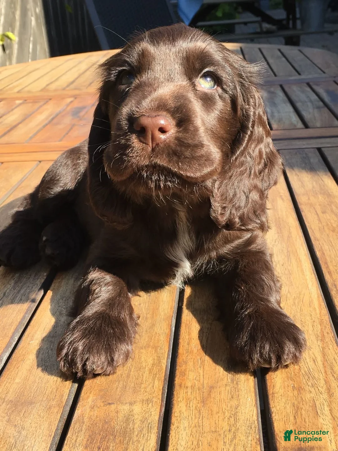 English Cocker Spaniel dogs for sale: Rowan - Ad 2