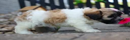 Teddy Bear dogs for sale: Blossom 💕 - Ad 8