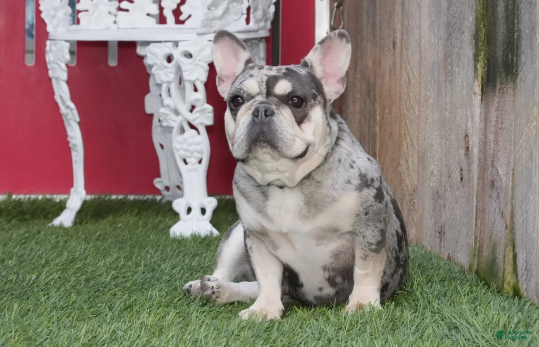 French Bulldog dogs for sale: French Bulldog Puppy 1 - Ad 5