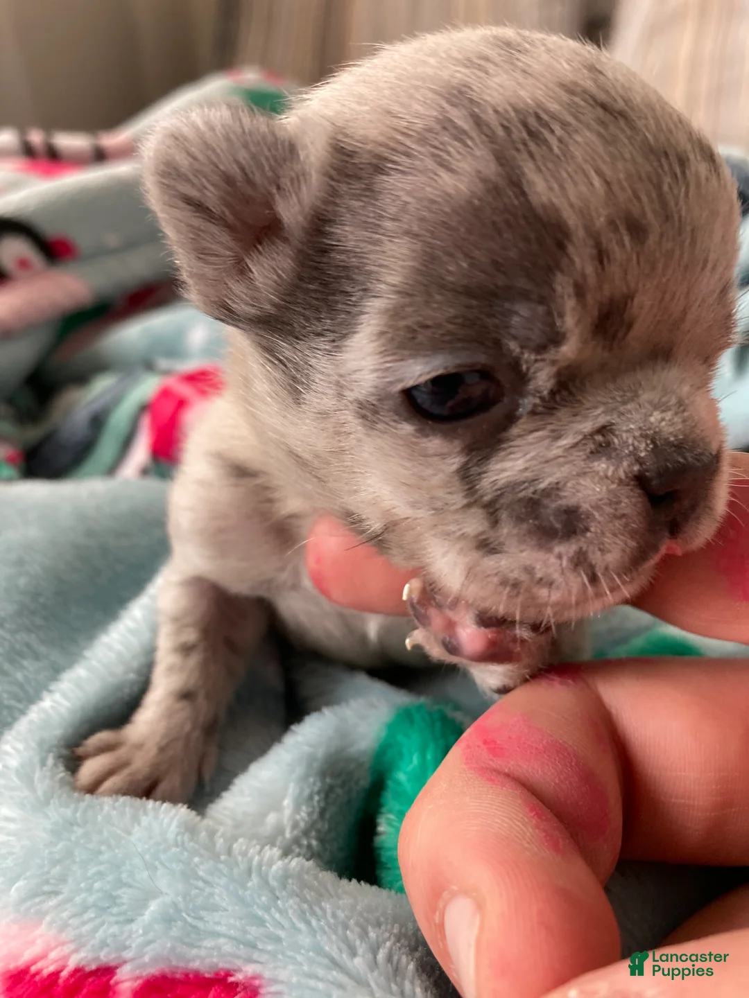 French Bulldog dogs for sale: French Bulldog Puppy 1 - Ad 2
