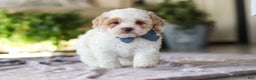 Cavapoo dogs for sale: Loki - Ad 8
