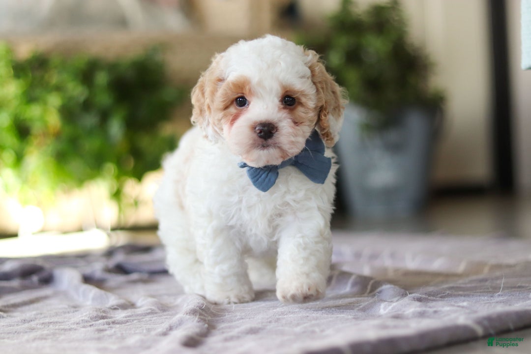 Cavapoo dogs for sale: Loki - Ad 8