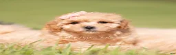 Maltipoo dogs for sale: Marigold F1B - Ad 6
