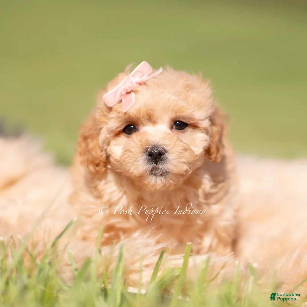 Maltipoo dogs for sale: Marigold F1B - Ad 6