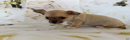 Chihuahua dogs for sale: Cody - Ad 3