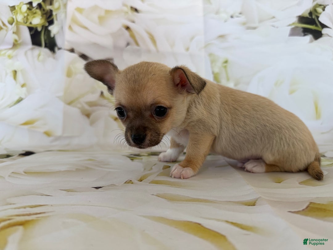 Chihuahua dogs for sale: Cody - Ad 3