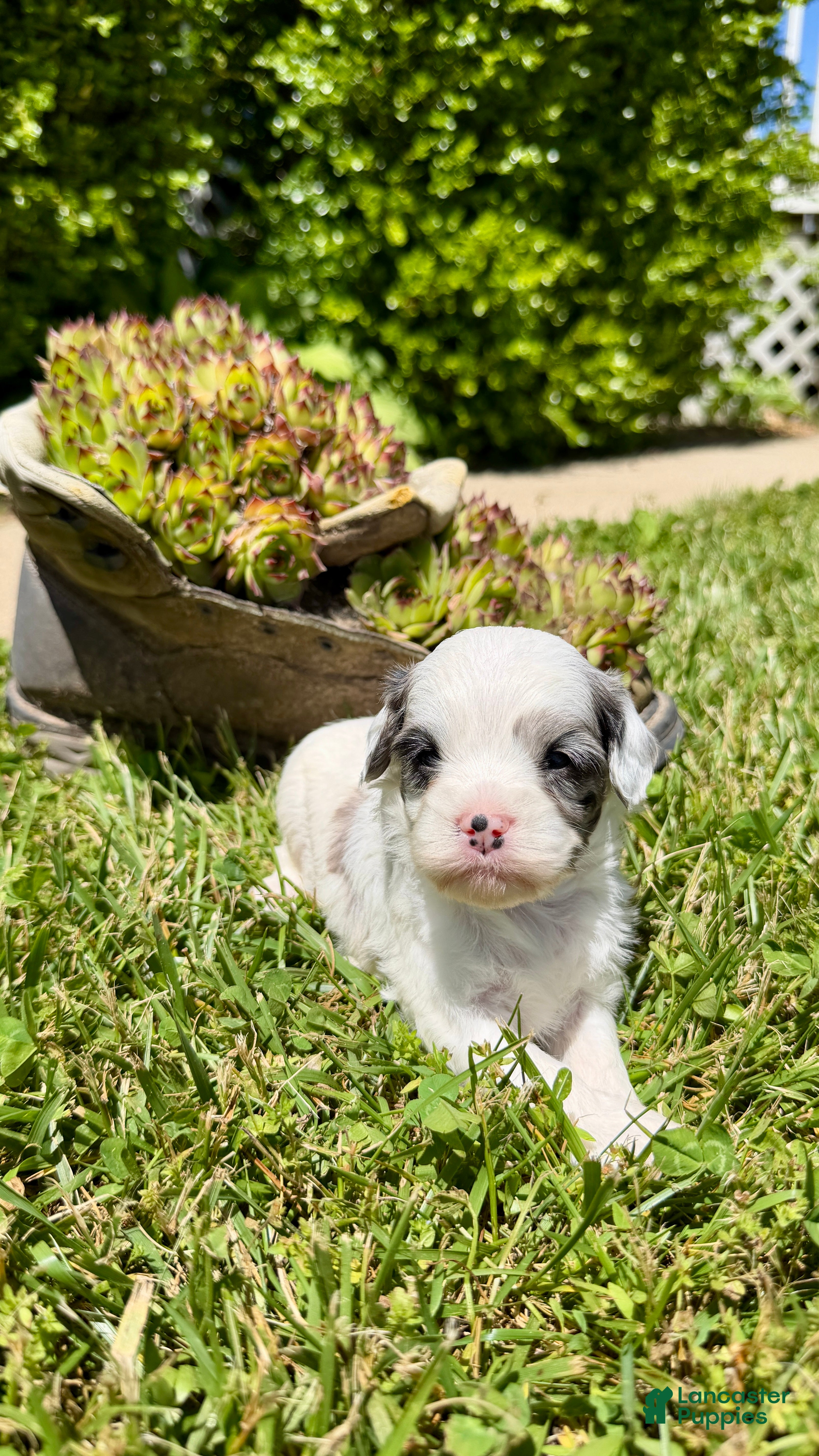 Cavapoo dogs Bentley - Ad 19