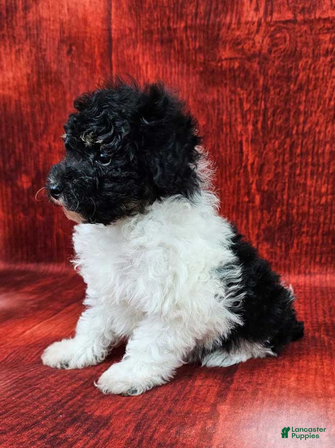 Miniature Poodle dogs for sale: Comet - Ad 3