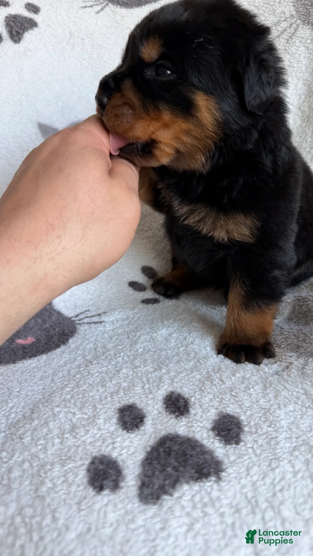 Rottweiler dogs for sale: Jackson - Ad 4