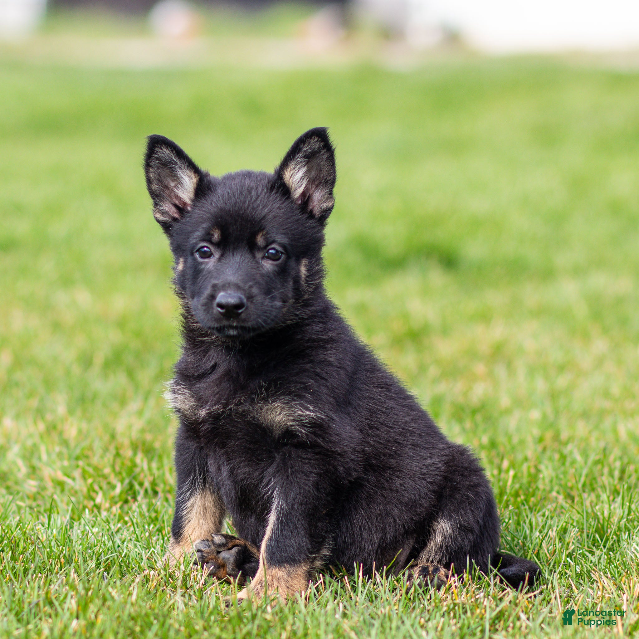 German Shepherd dogs Sadie German Shepherd Puppy  - Ad 1