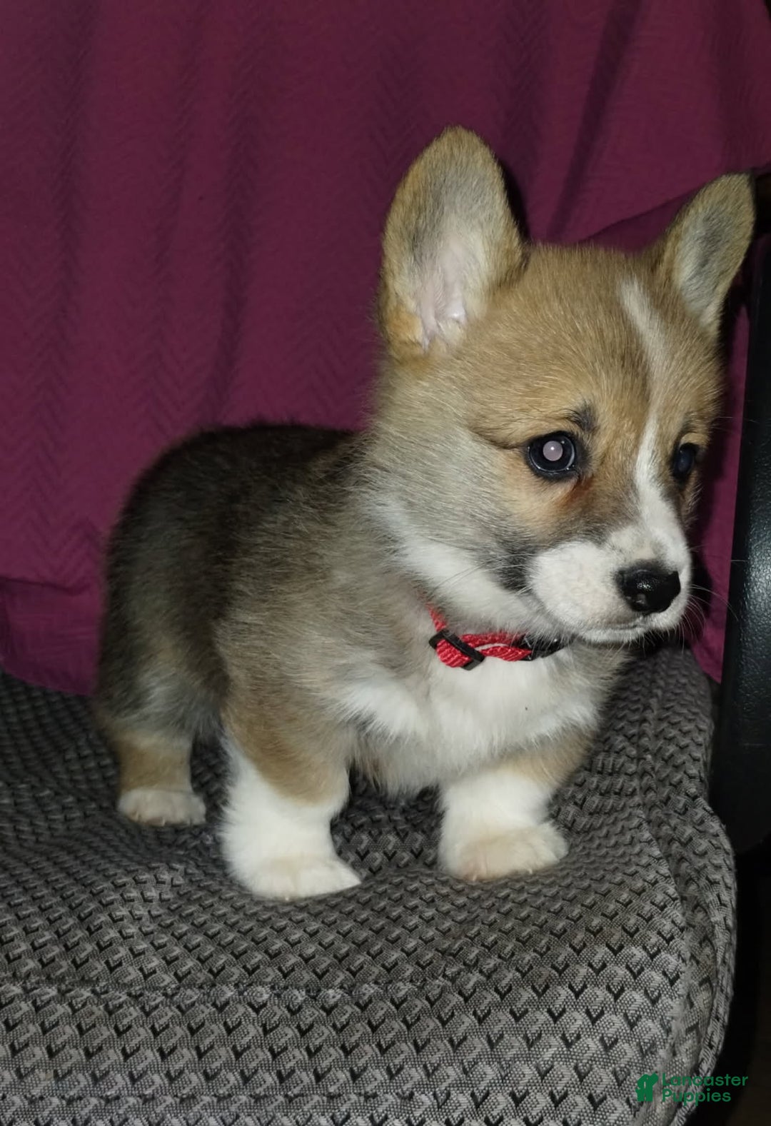 Welsh Corgi Pembroke dogs for sale: Riley - Ad 4