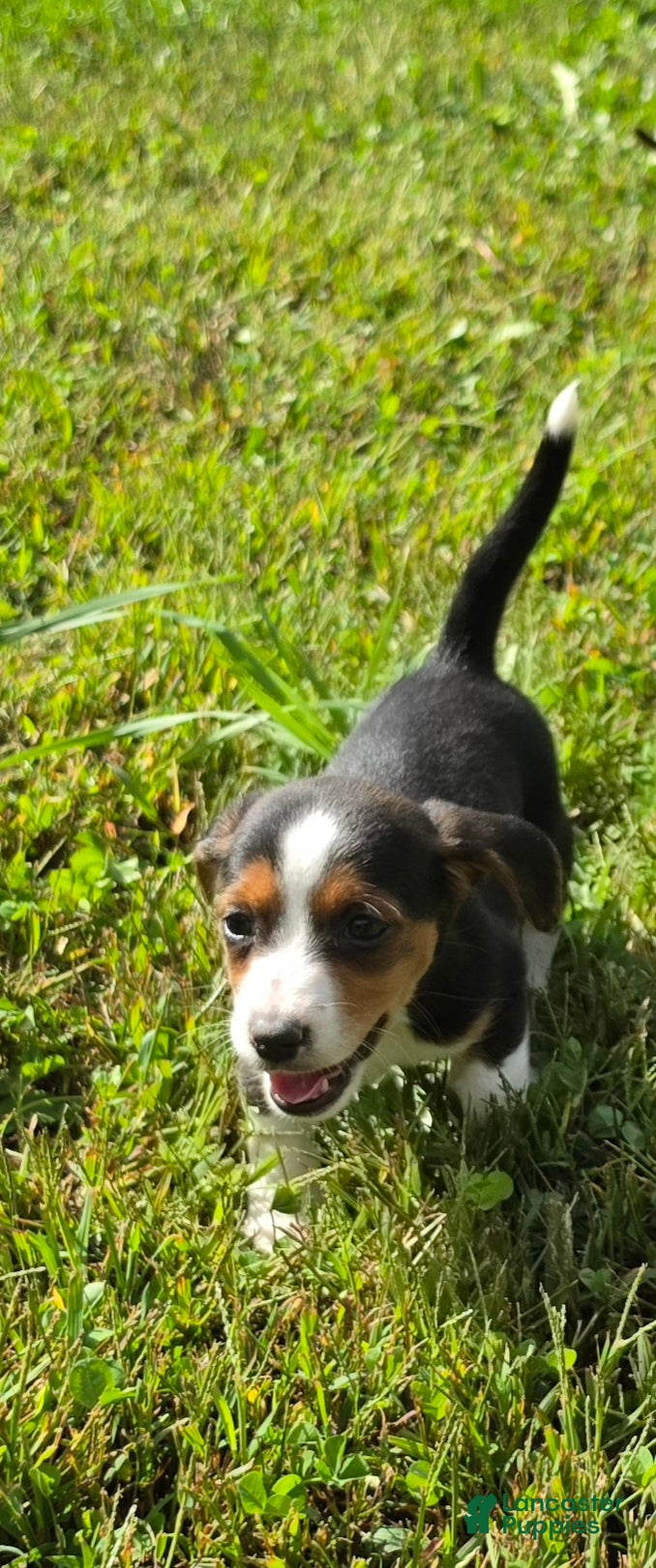 Mixed Breed dogs Mixed Breed 6 - Ad 4