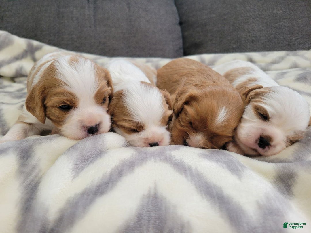 Cavalier King Charles Spaniel dogs for sale: Miles - Ad 3