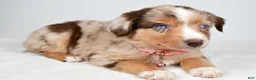 Miniature Australian Shepherd dogs for sale: Floral - Ad 5