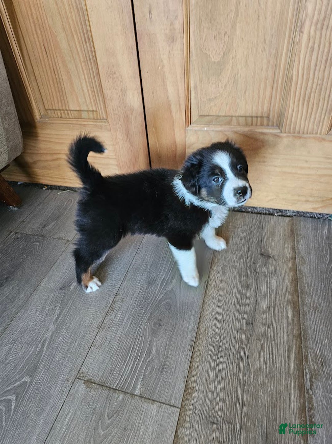 Australian Shepherd dogs for sale: Puzzle Piece - Ad 4