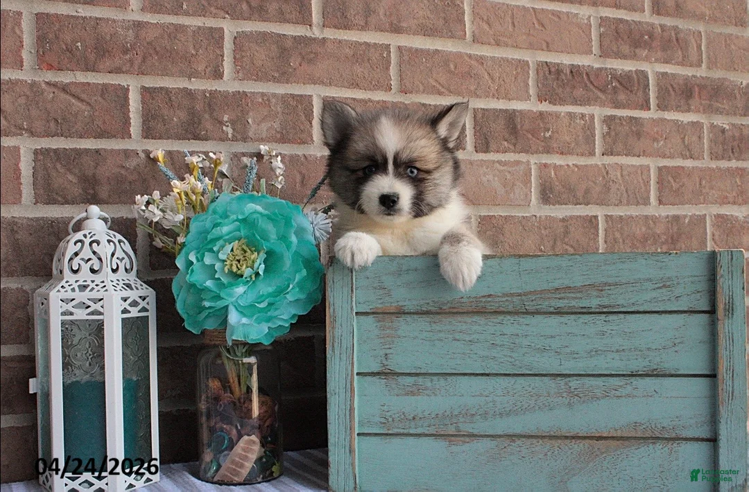 Pomsky dogs for sale: Parker - Ad 5