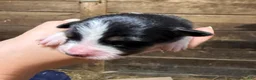 Australian Shepherd dogs for sale: Australian Shepherd 10 - Ad 1