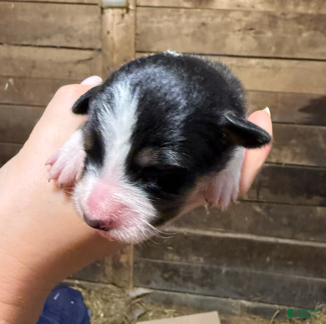 Australian Shepherd dogs for sale: Australian Shepherd 10 - Ad 1