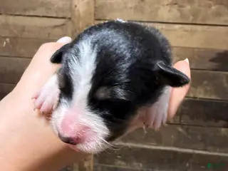 Australian Shepherd dogs Australian Shepherd 10 - Ad 9