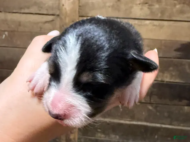 Australian Shepherd dogs for sale: Zoe - Ad 38