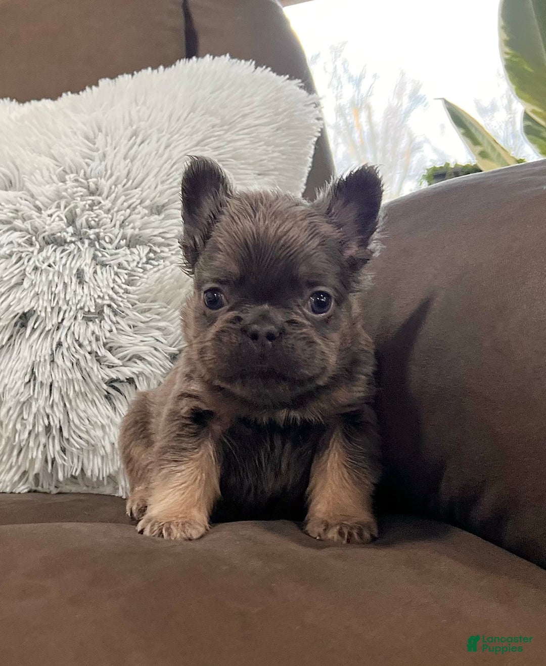 French Bulldog dogs for sale: Bobby - Ad 4