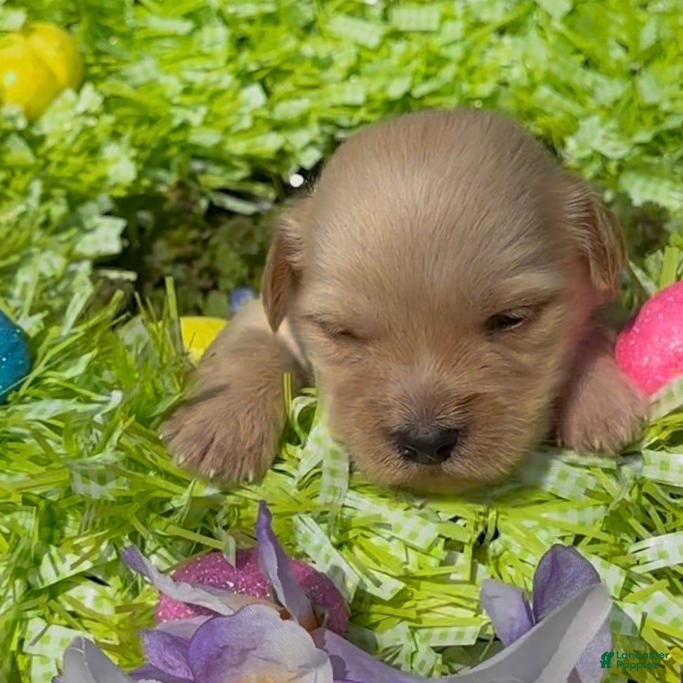 Mini Goldendoodle dogs Blossom  - Ad 1