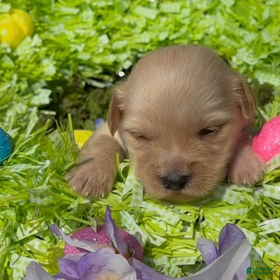 Mini Goldendoodle dogs for sale: Blossom  - Ad 1