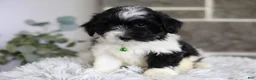 Maltipoo dogs for sale: Rocco  - Ad 8