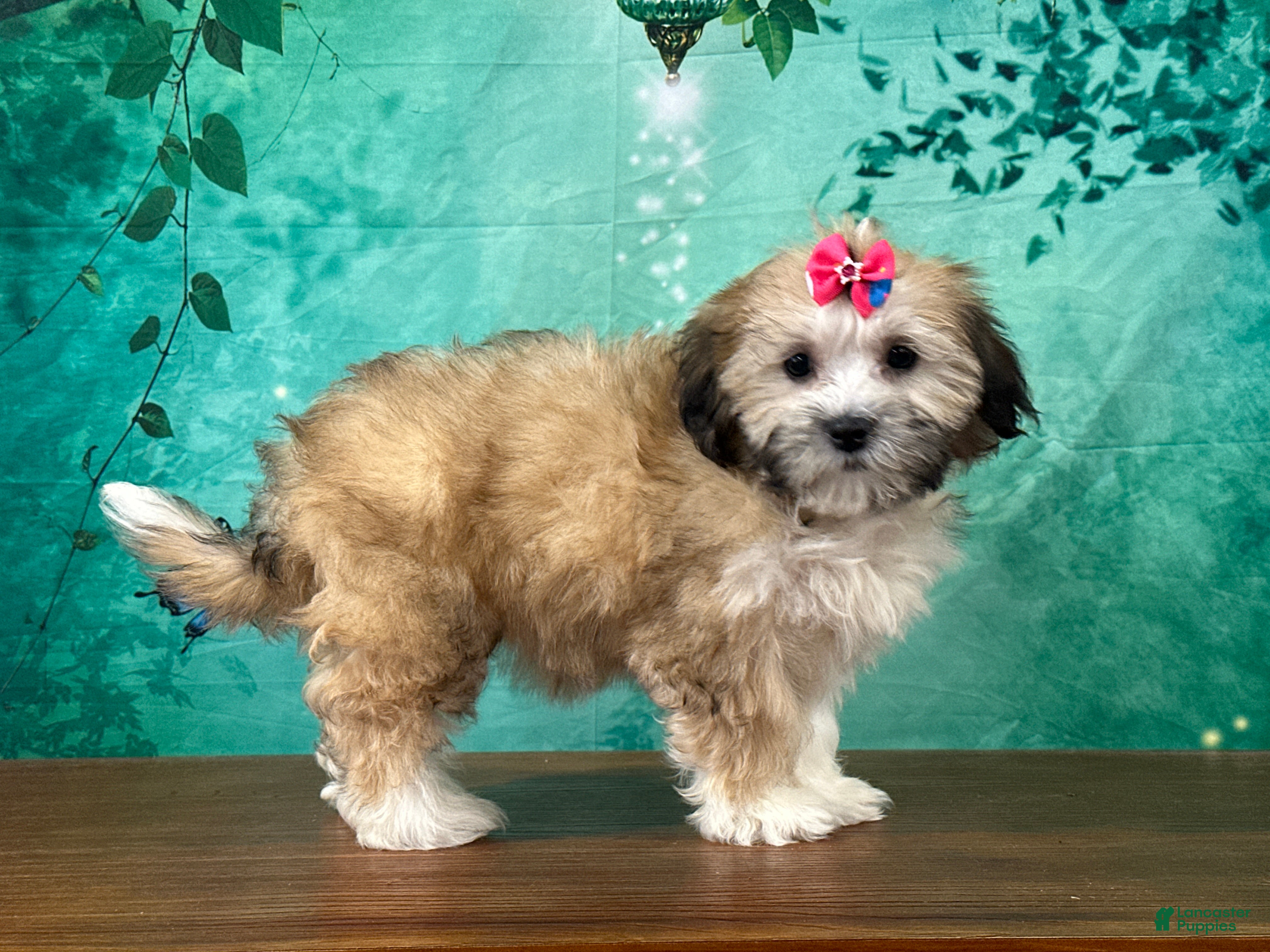 Teddy Bear dogs Rosie - Ad 2