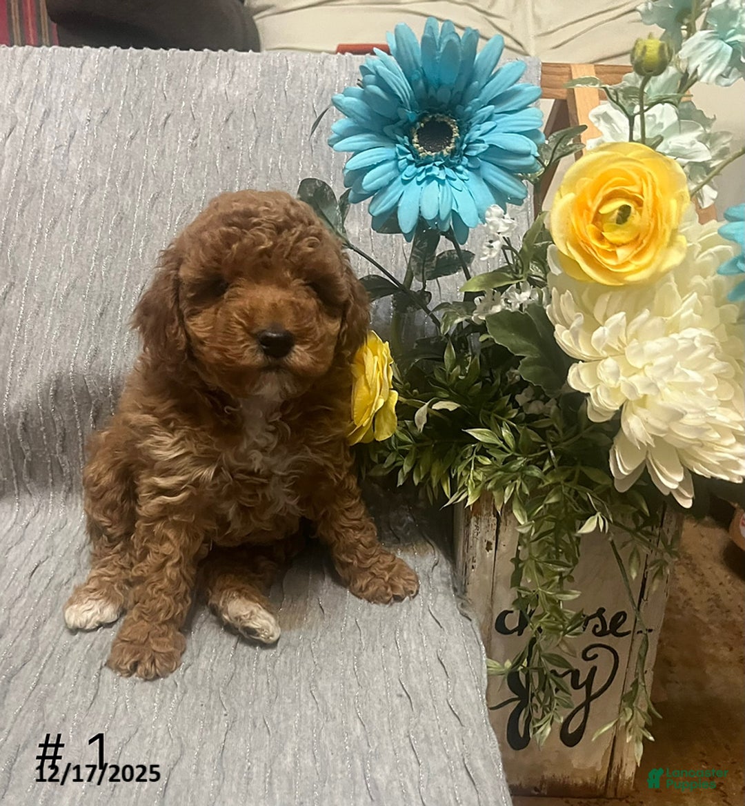 Miniature Poodle dogs for sale: Lana - Ad 2